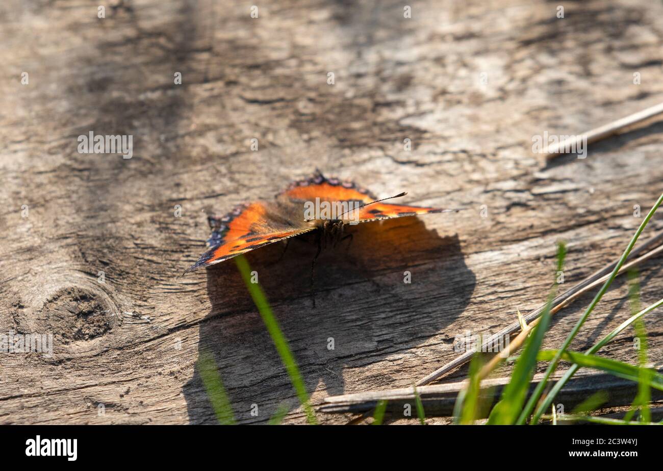 Petit papillon Tortoiseshell reposant sur un pont en bois Banque D'Images