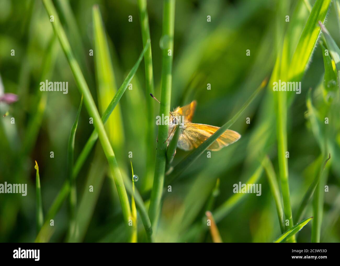 Grand papillon de Skipper sur tige d'herbe Banque D'Images