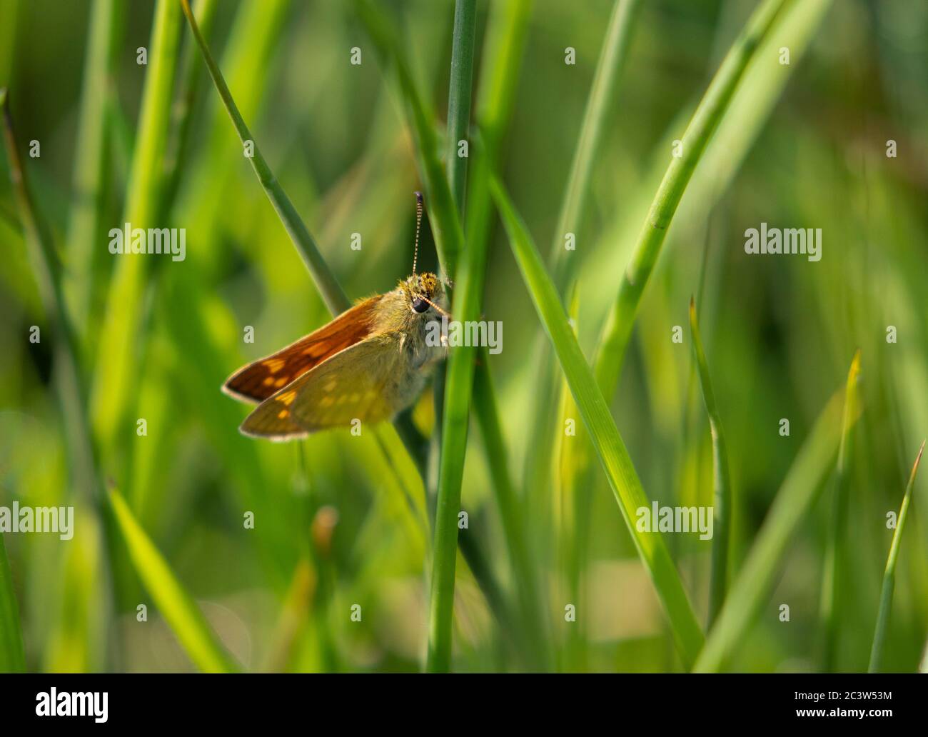 Grand papillon de Skipper sur tige d'herbe Banque D'Images