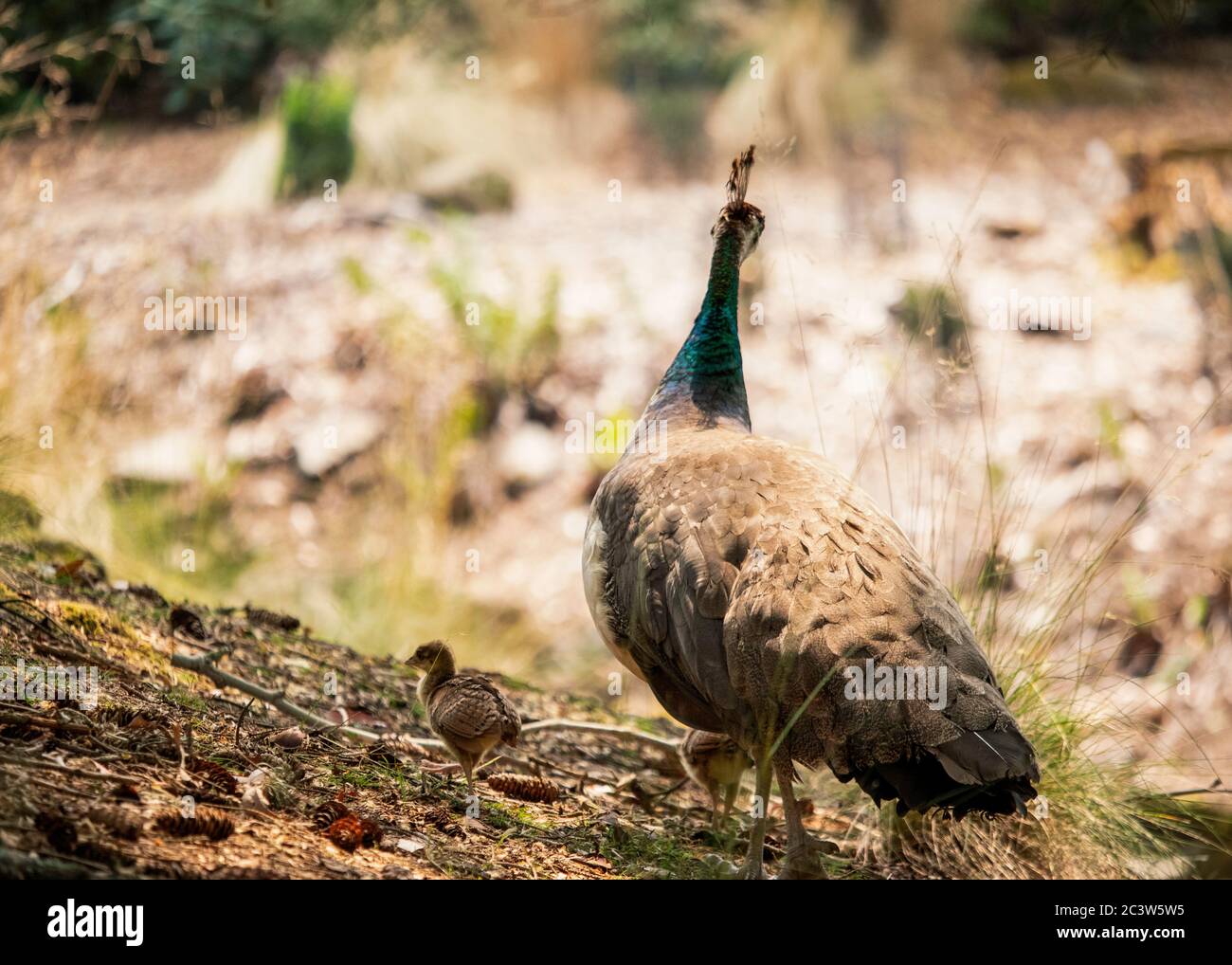 Bebe Paon Banque D Image Et Photos Alamy