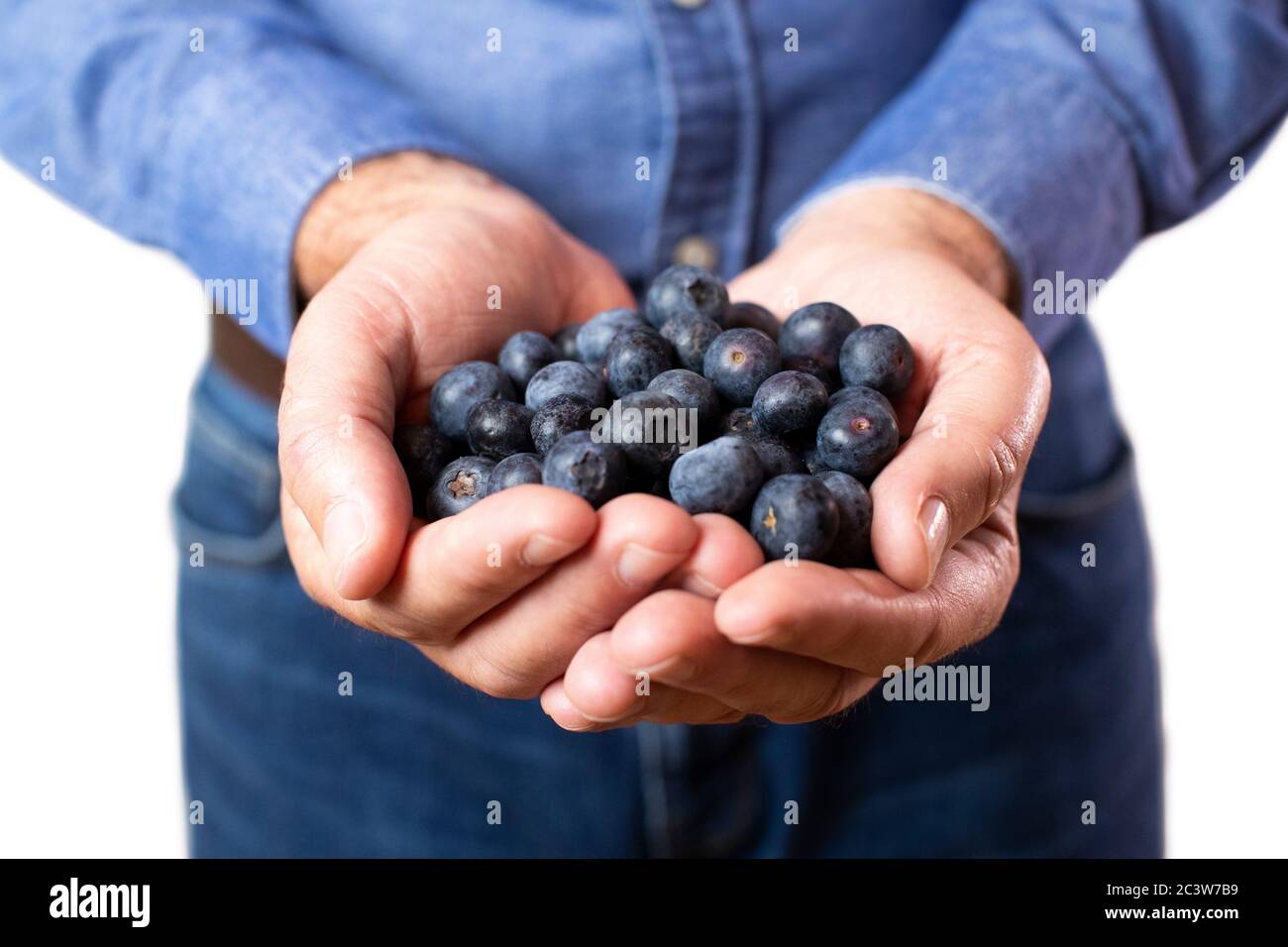 Gros plan Studio Shot of mature Man holding Fresh Blueberries Banque D'Images