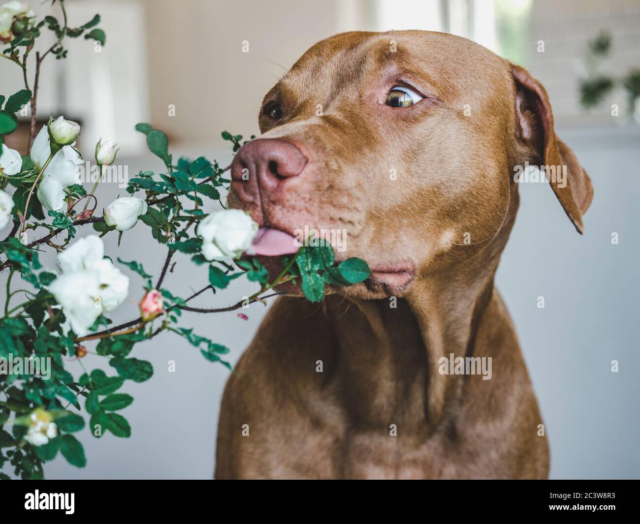 Des pâtisseries fraîches. Close up, side view Banque D'Images