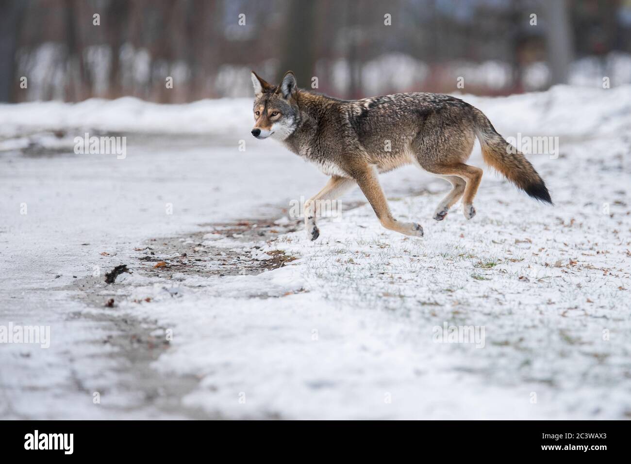 Un Coyote de l'est traverse le parc du Colonel Samuel Smith de Toronto. Banque D'Images