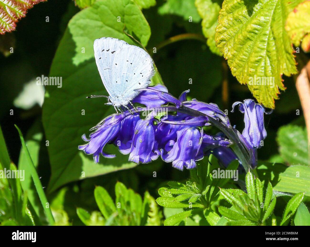 Un Holly Blue Butterfly (Celastrina argiolus) sur un Anglais Bluebell (Hyacinthoides non-scripta) flower Banque D'Images