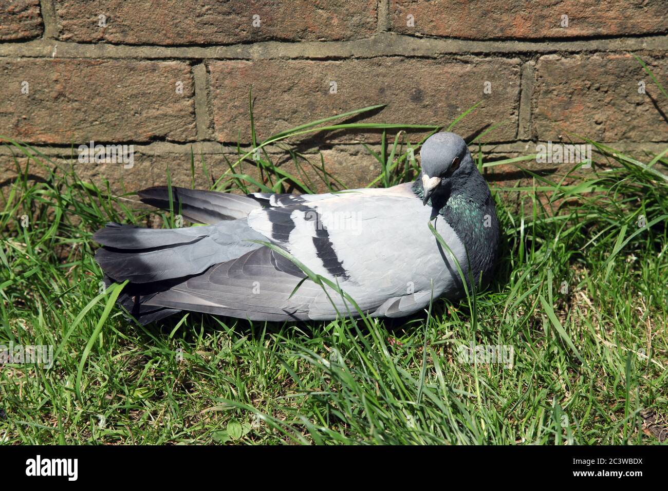 Pigeon commun (Columba livia) reposant au soleil avec ailes étalées sur le sol, Surrey, Royaume-Uni, juin 2020. Banque D'Images