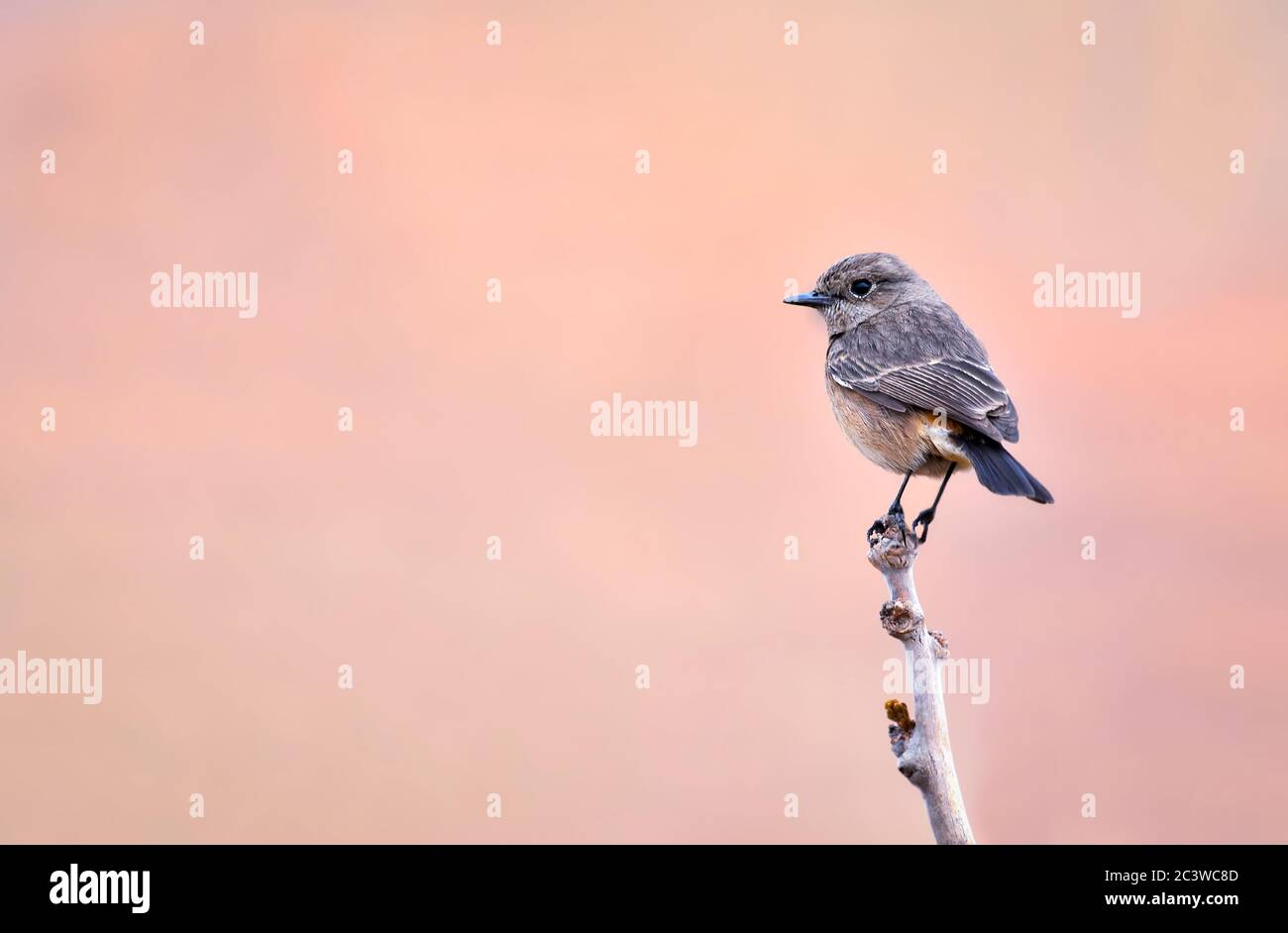 Le pied de chat de Bush est une espèce de passereau trouvés allant de l'Asie de l'Ouest et l'Asie centrale au sous-continent indien et en Asie du sud-est. Banque D'Images