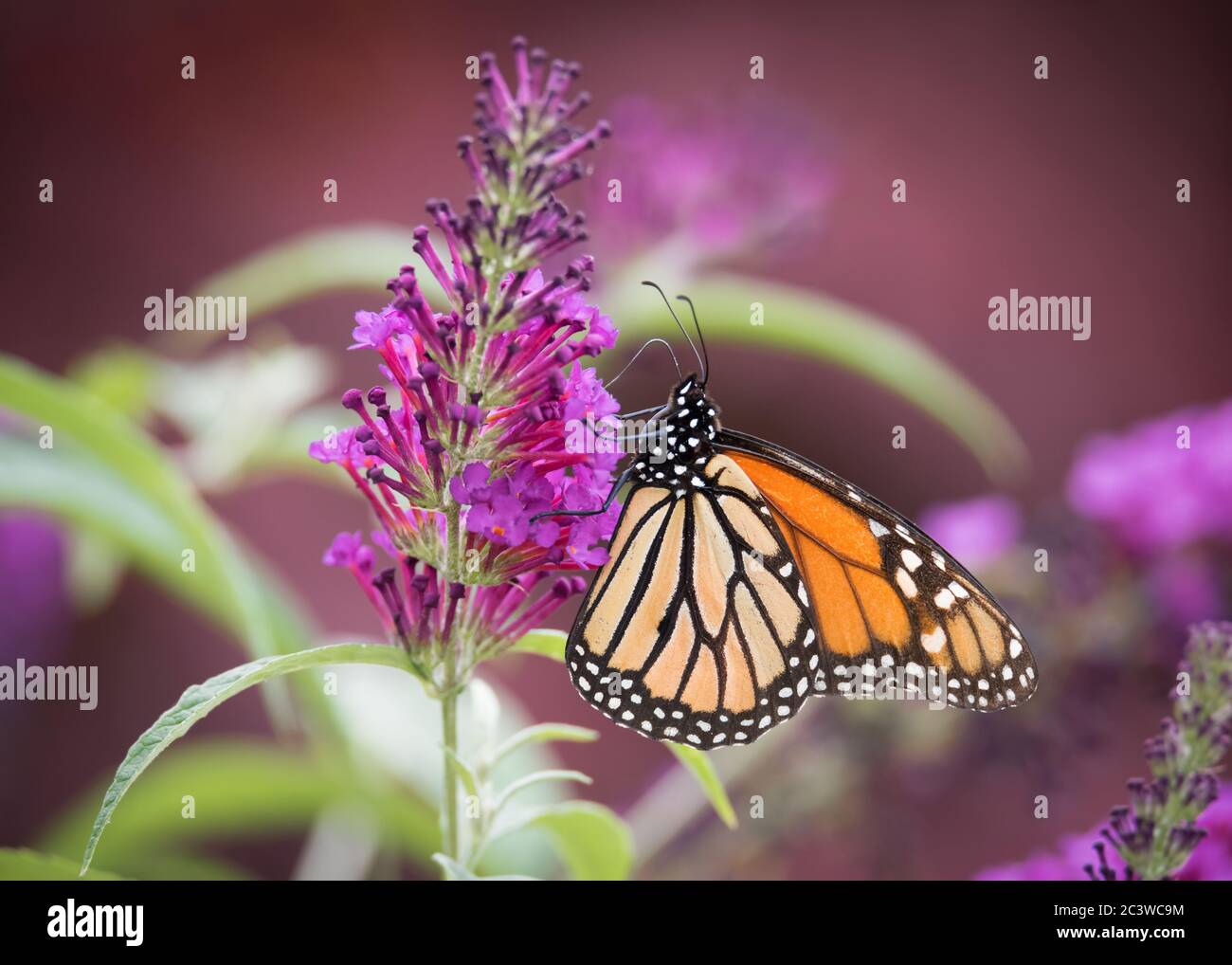 Un papillon monarque se nourrit d'un peu de butterflybush au parc du Colonel Samuel Smith, à Toronto, en Ontario. Banque D'Images