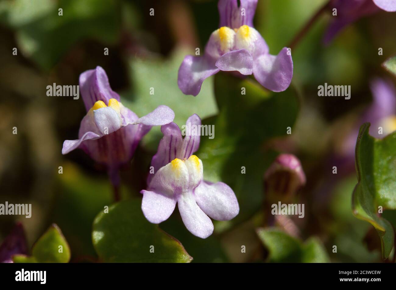 Superbement adapté à vivre et à prospérer sur les surfaces rocheuses exposées et le vieux bâtiment les petites fleurs délicates de la laque à feuilles d'Ivy prospèrent Banque D'Images