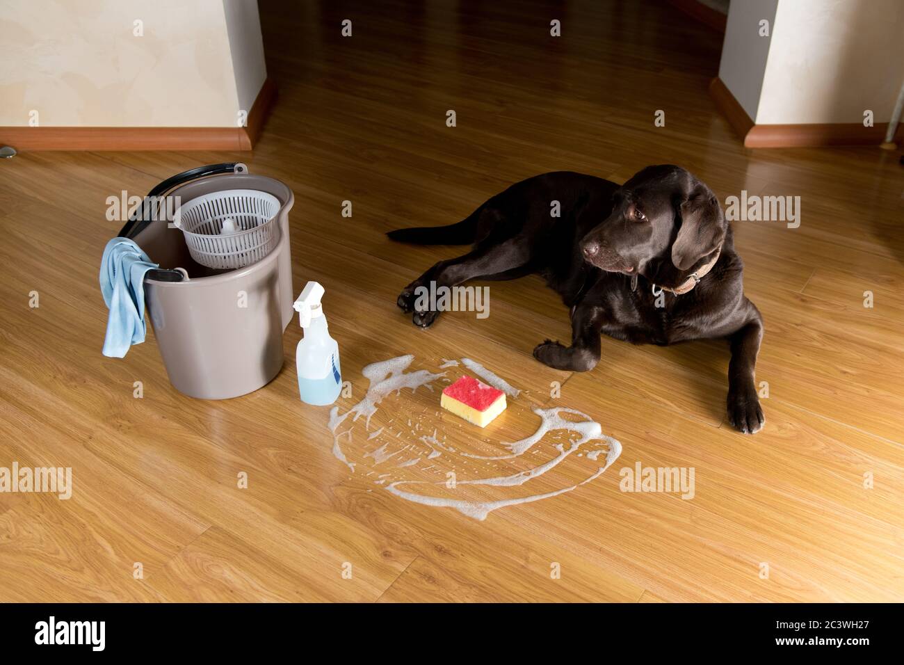 Un chien triste et coupable se trouve à côté d'un seau et d'une éponge. Le sol est entassé Banque D'Images