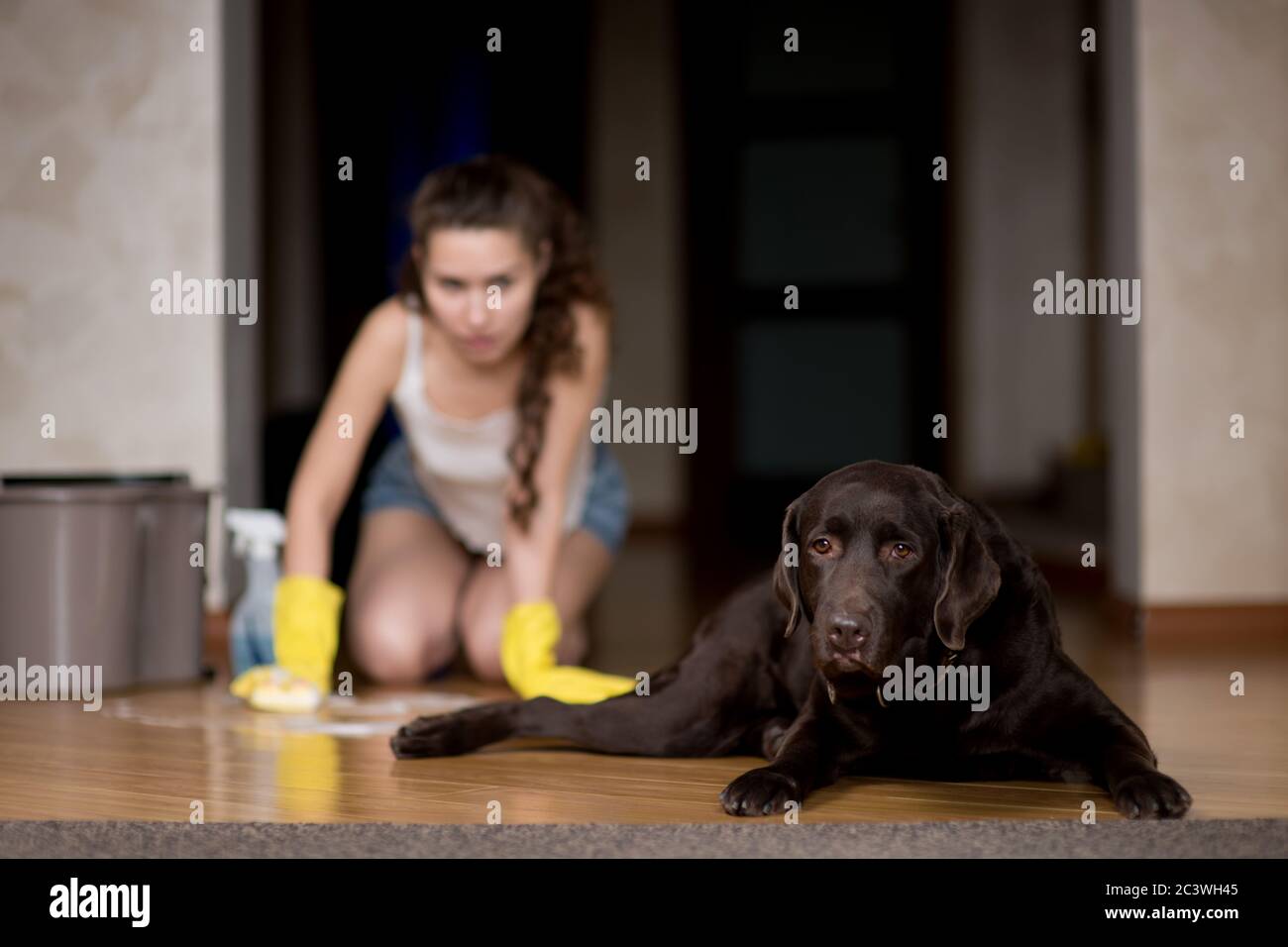 Le chien a tâché le sol, le propriétaire du chien lance le sol Banque D'Images