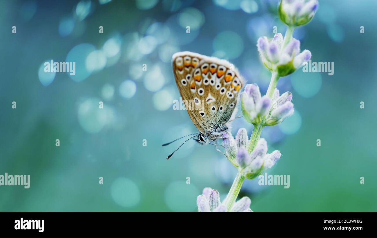 Fleurs de lavande dans le champ. Pollinisation avec papillon et lavande avec soleil, lavande ensoleillée. Flou artistique, arrière-plan bleu flou. Banque D'Images