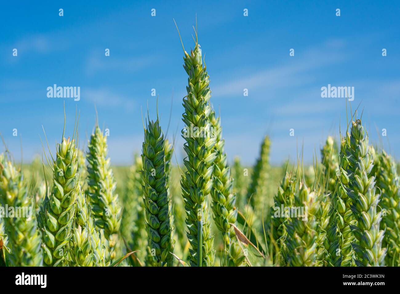 Blé vert non mûr gros plan sur un ciel bleu. Hertfordshire Royaume-Uni Banque D'Images