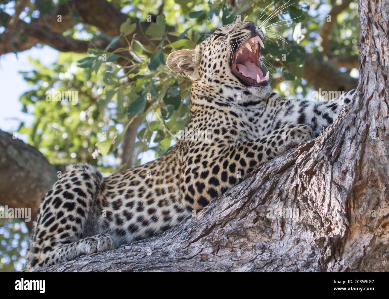 Un léopard majestueux (Panthera pardus) dans un arbre, bâillant et montrant ses dents aiguisées de rasoir Banque D'Images