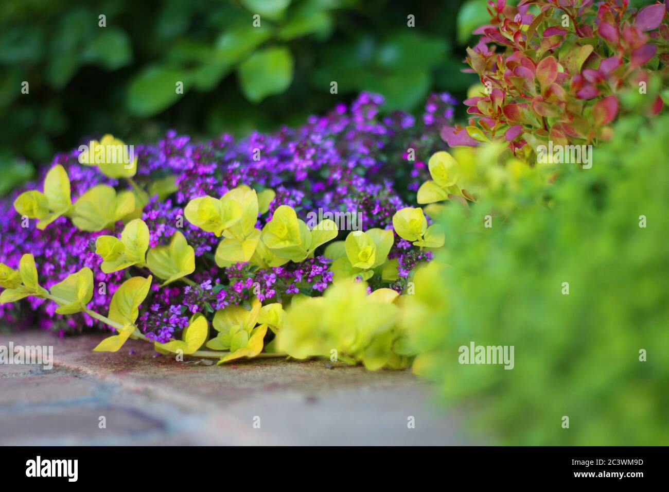 Plante de Creeper colorée sur mur de brique jaune Banque D'Images