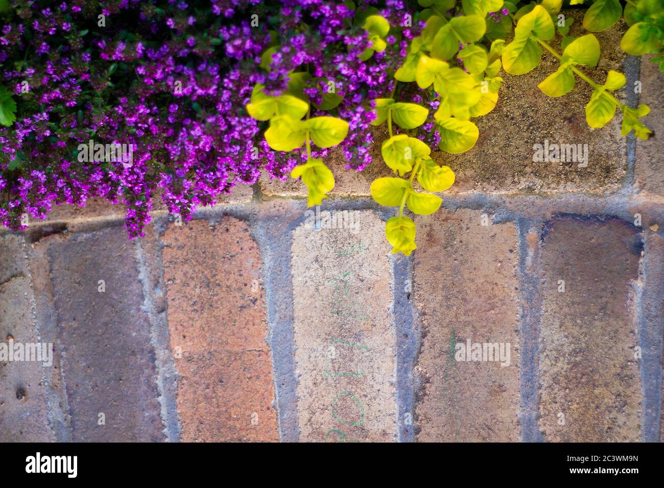 Plante de Creeper colorée sur mur de brique jaune Banque D'Images