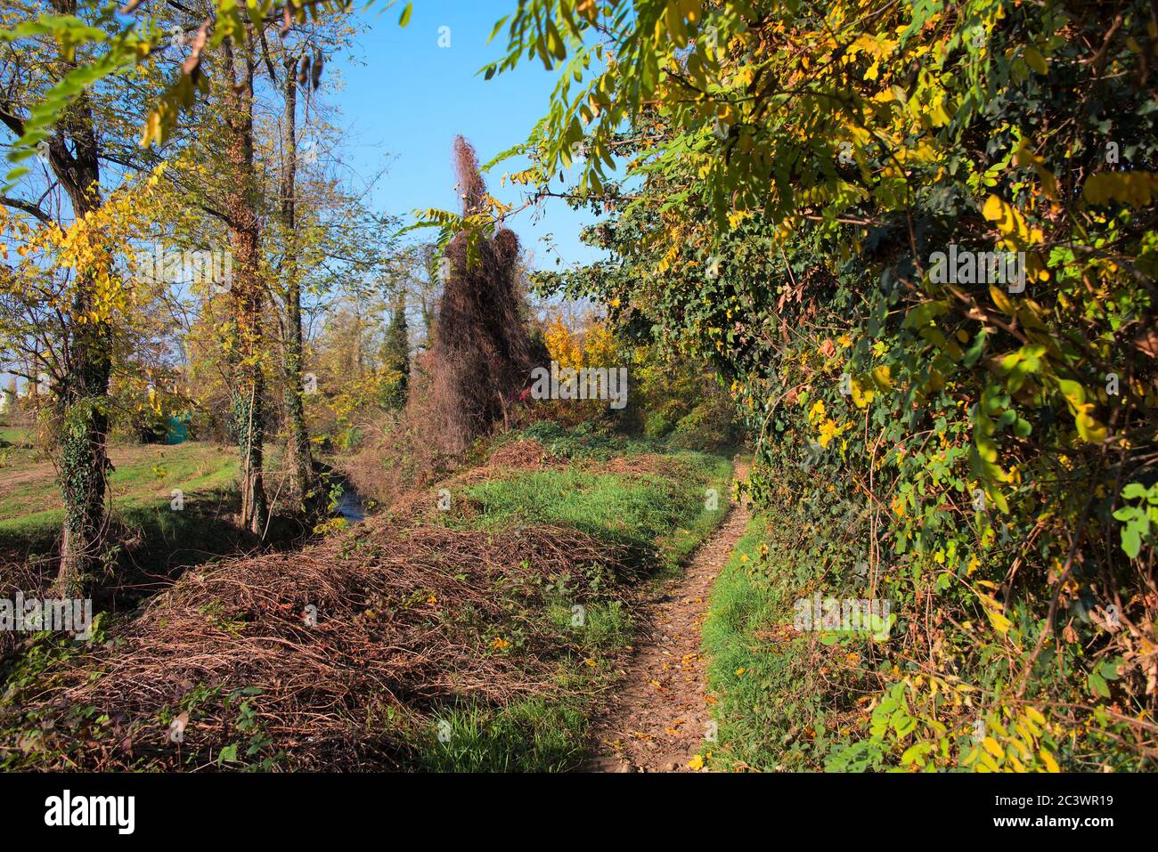 L'automne dans le parc de Liscate Lombardie Italie Banque D'Images