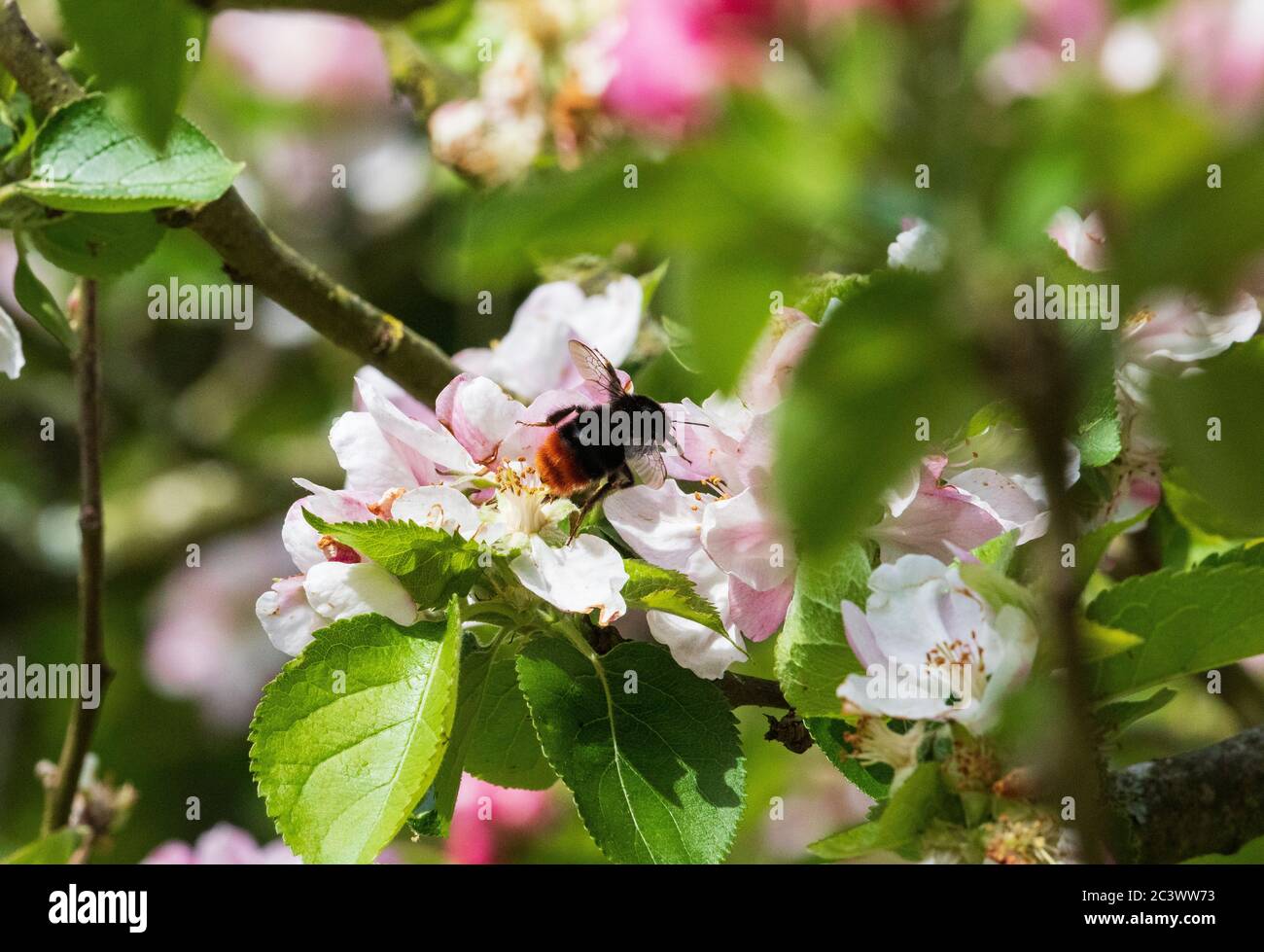 abeille à queue rouge Banque D'Images