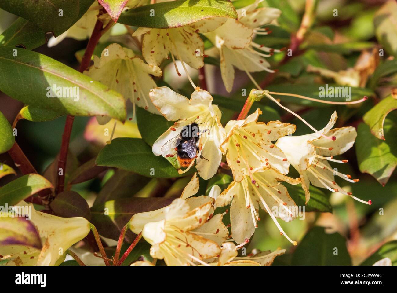 abeille bumble à queue rouge bombus lapidarius avec acarien parasitellus fucorum Banque D'Images