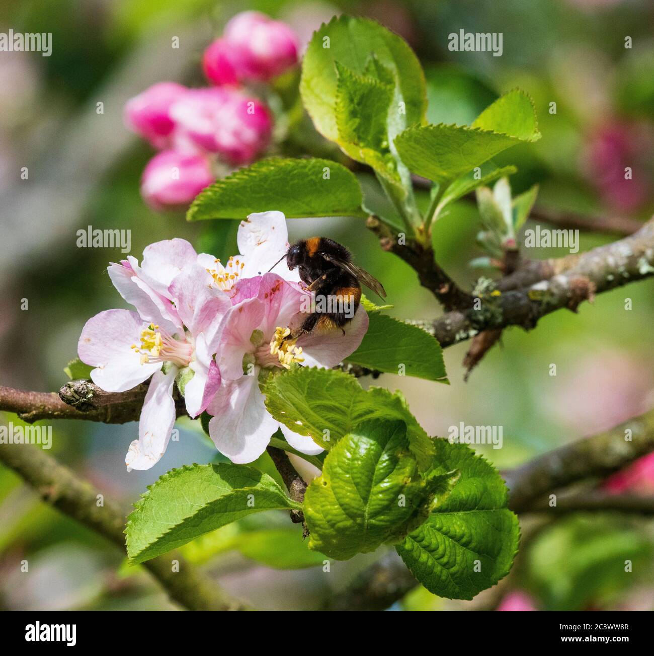 bombus terestris buff bumblebee de queue Banque D'Images