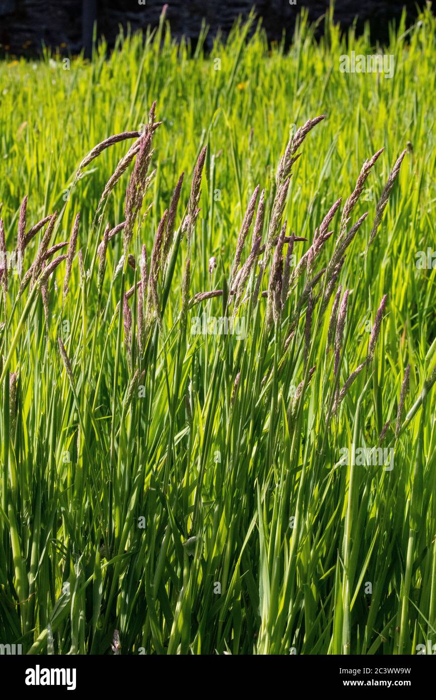 Elymus repens, herbe de canapé Banque D'Images