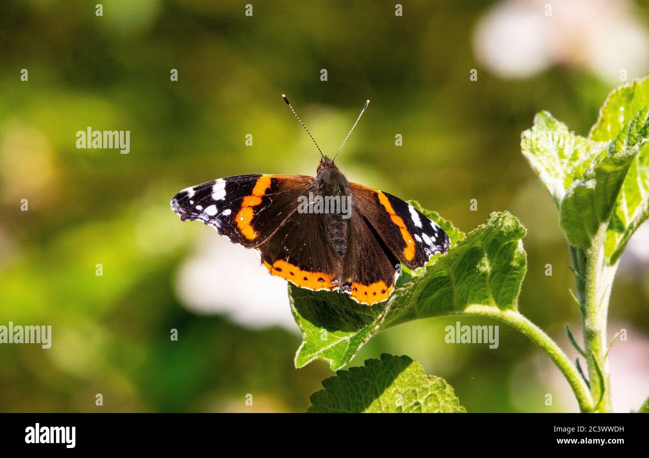 Papillon belle dame Banque D'Images