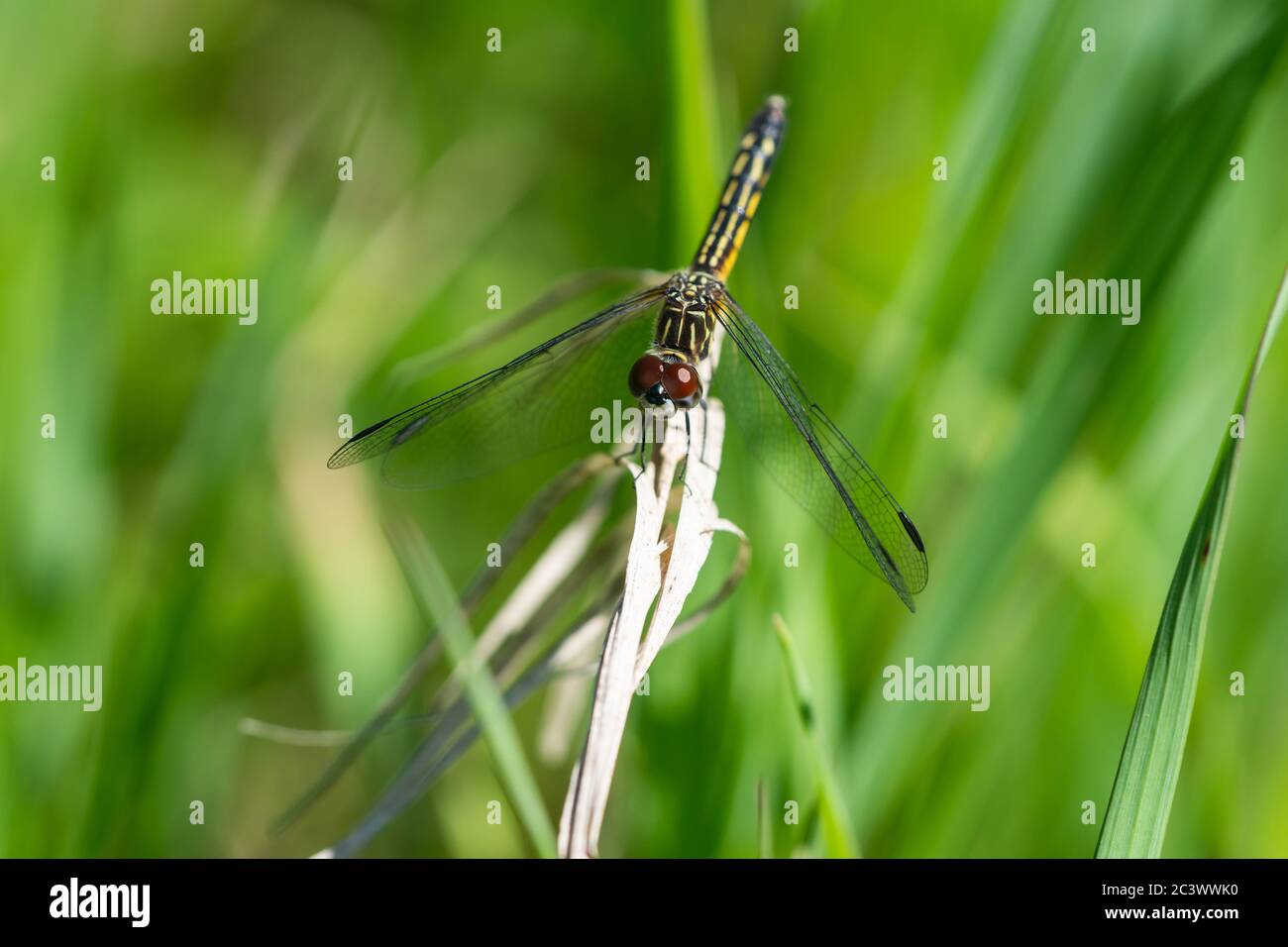 Dragonfly bleu au printemps Banque D'Images