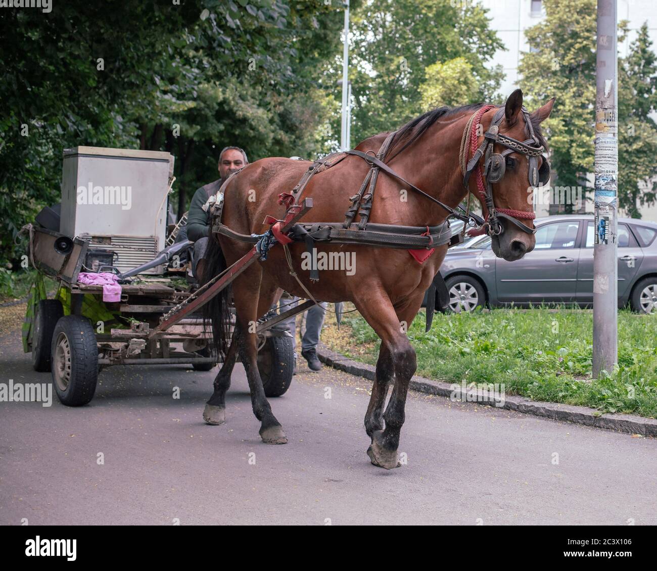 Belgrade, Serbie, 18 juin 2020 : une calèche tirée par des chevaux à la périphérie de la ville Banque D'Images