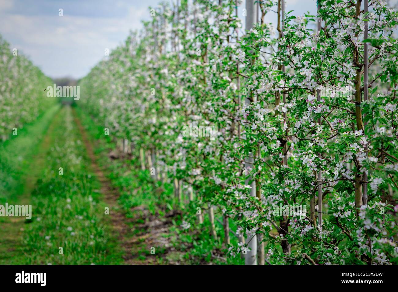 Promenez-vous dans le jardin fleuri. Rangées d'arbres avec fleurs Banque D'Images
