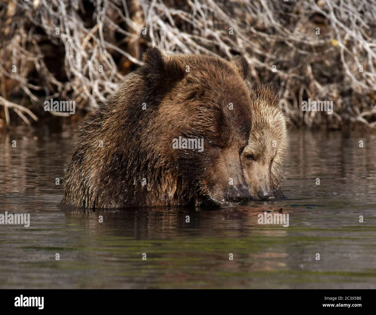 La mère grizzly enseigne le cub à pêcher Banque D'Images