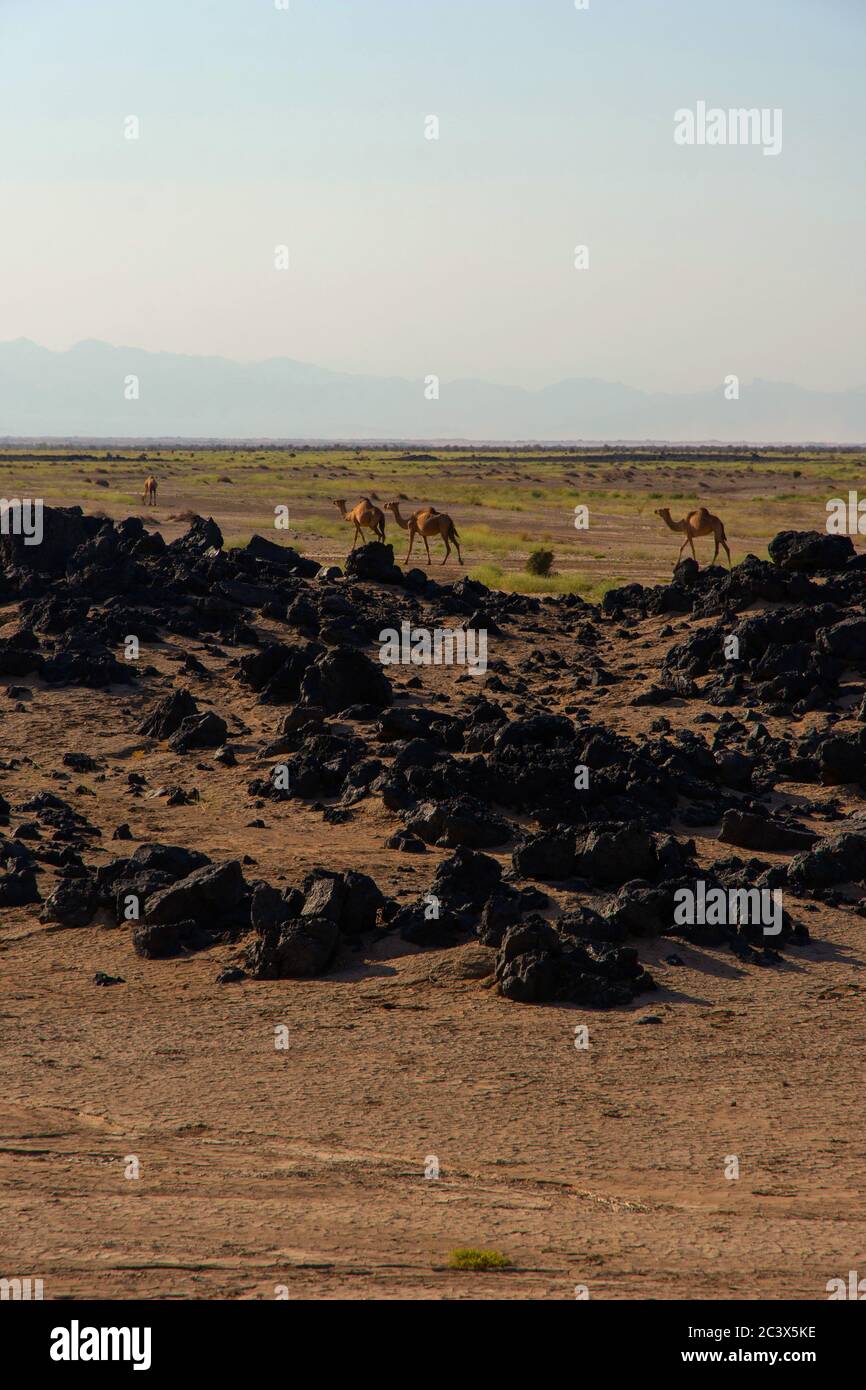 Chameaux traversant le désert de Danakil, région d'Afar, Éthiopie Banque D'Images