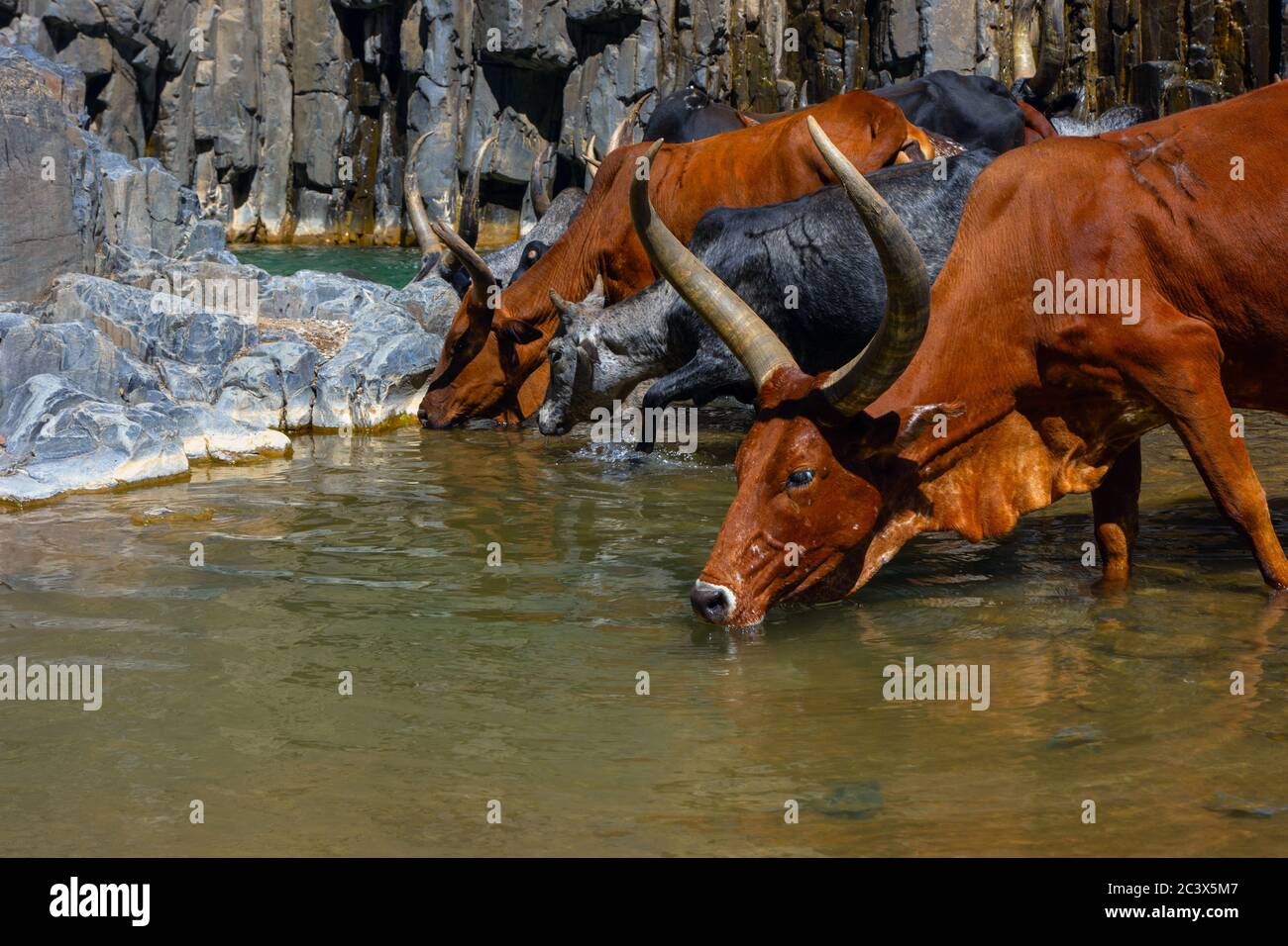 Long cheptel africain de bétail de boire de l'eau de la rivière, région d'Afar, Ethiopie Banque D'Images