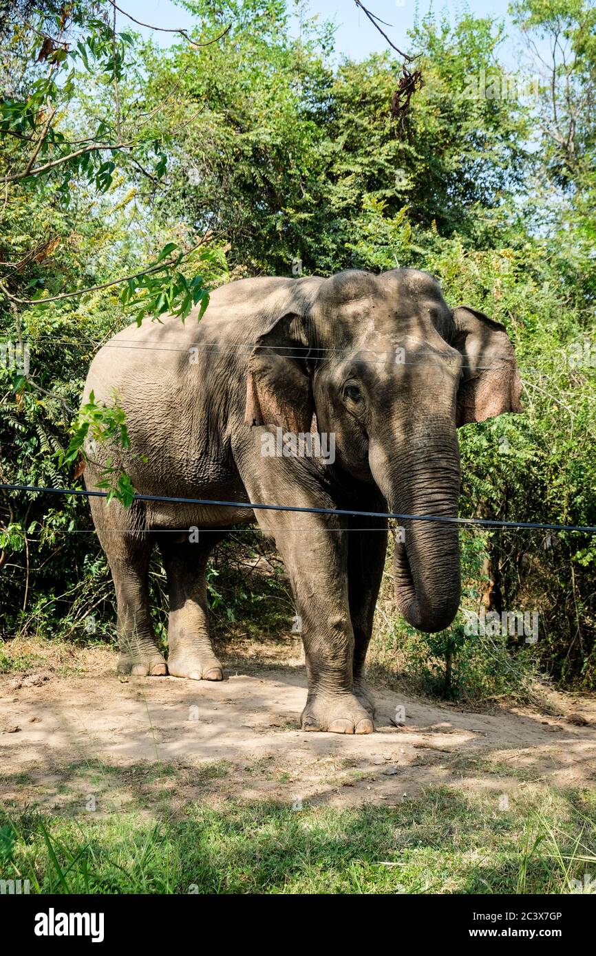 Éléphant capturé au milieu d'une ville Sri Lanka. Paysages urbains en Asie. Faune et flore le long de la route par une journée ensoleillée. Animal maltraité en captivité. Banque D'Images