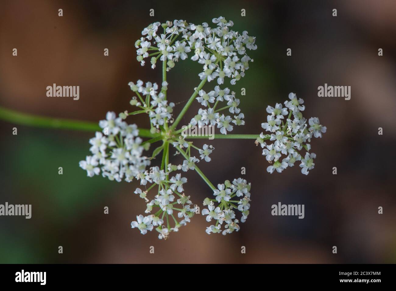 L'amour de Gray (Ligusticum grayi), une image rapprochée de la fleur composée. Banque D'Images