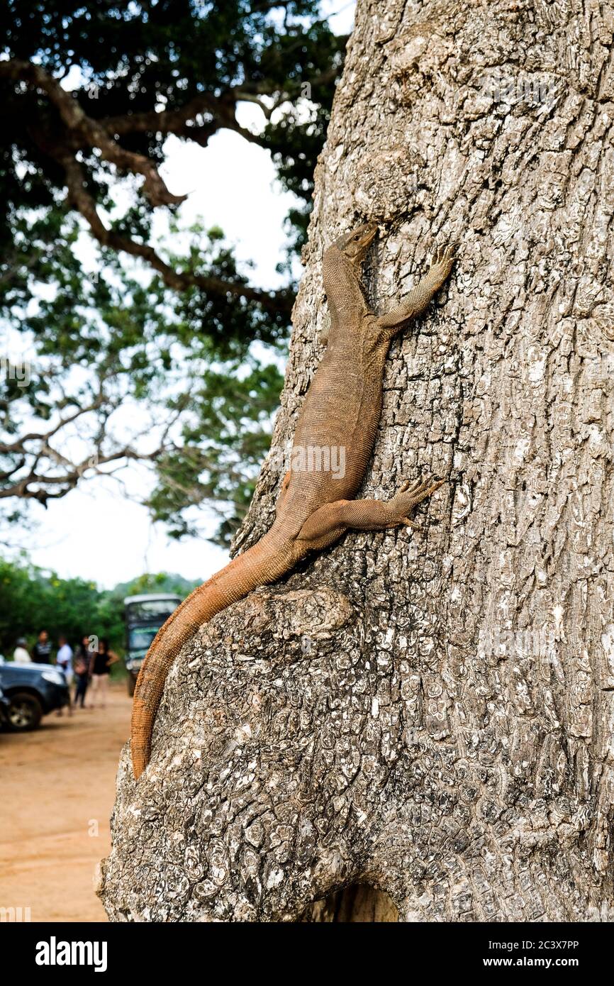 Iguana brune grimpant un arbre dans le parc naturel de Yala Sri Lanka. Safari en jeep pour explorer la faune et la flore dans l'environnement naturel. Créature exotique Banque D'Images