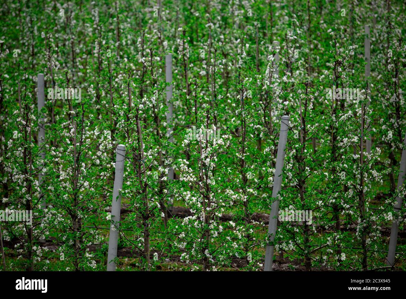 Plantation de fleurs sur ferme pour l'industrie. Pommiers avec feuilles Banque D'Images Plantation de fleurs sur ferme pour l'industrie. Pommiers avec feuilles Banque D'Images