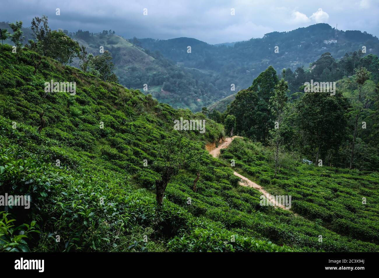 Beau paysage avec des plantations de thé à Nuwara Eliya, Sri Lanka. Feuilles de thé poussant à l'avant et montagnes bleues en arrière-plan. Décor. Banque D'Images