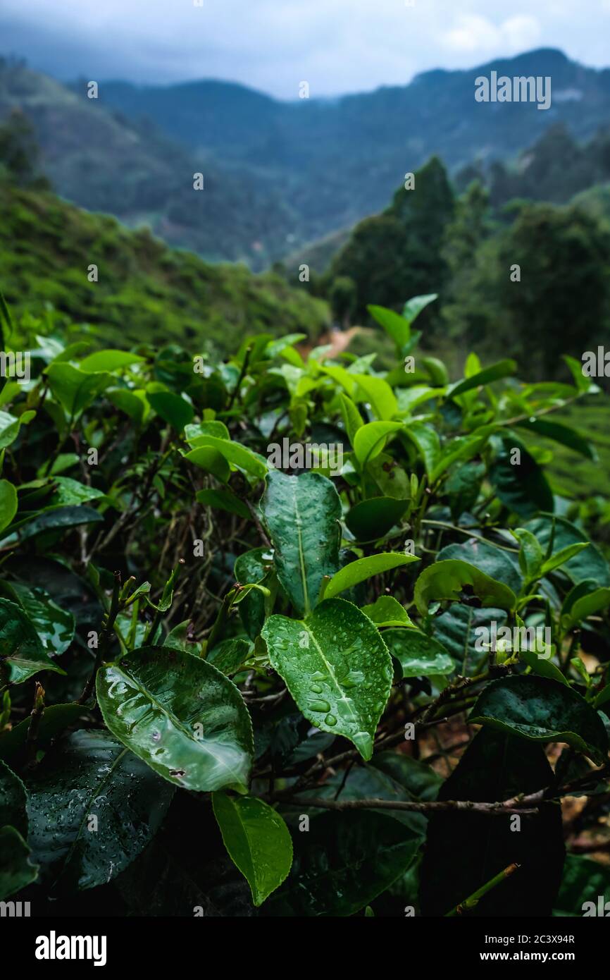Vue rapprochée des feuilles de thé avec des gouttes d'eau dans une plantation de thé à Nuwara Eliya, Sri Lanka. Thé vert croissant avec les montagnes en arrière-plan. Banque D'Images