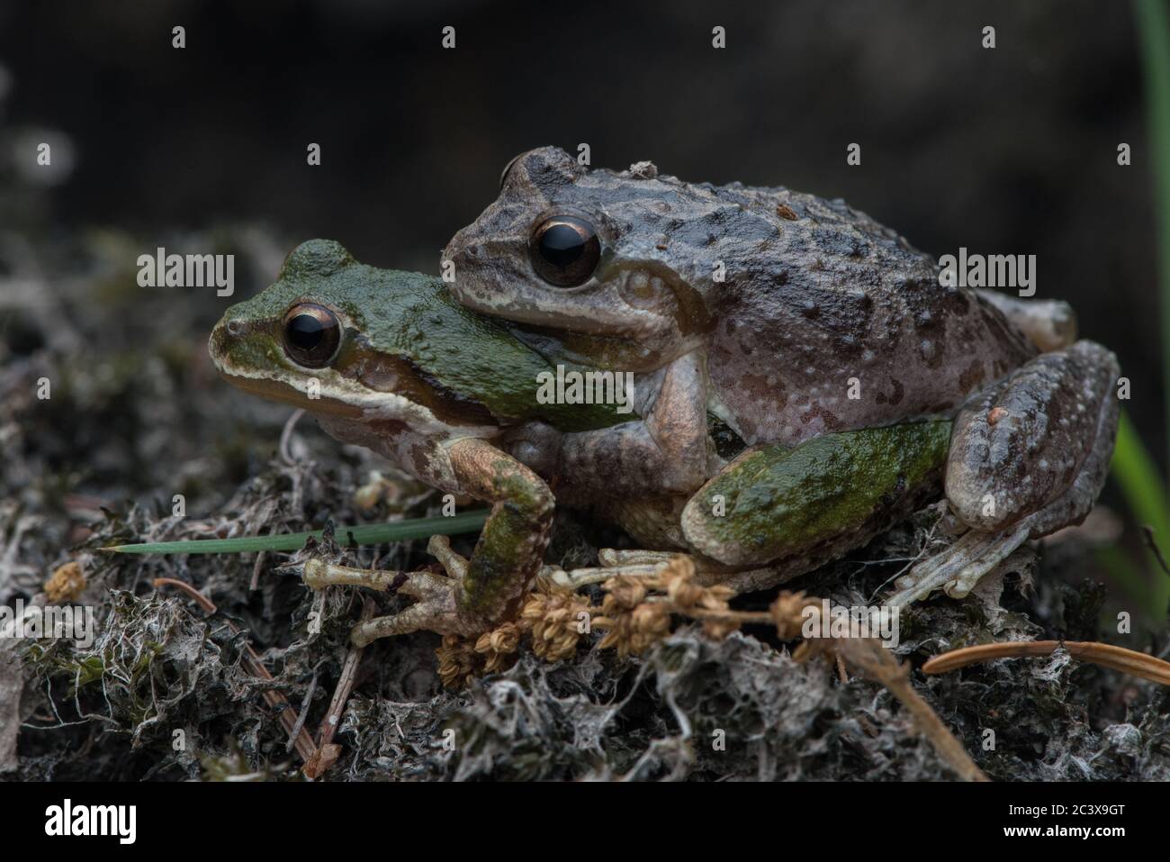 La grenouille des arbres sierran (Pseudacris sierra), une paire en ampleurs se préparant à pondre des œufs. Banque D'Images