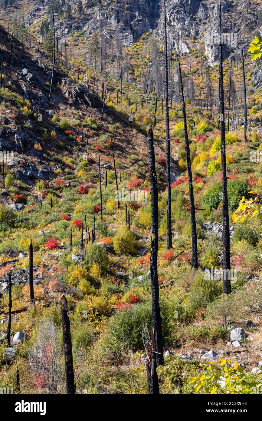 Les arbres carbonisés de la forêt brûlée repoussent à l'automne Banque D'Images