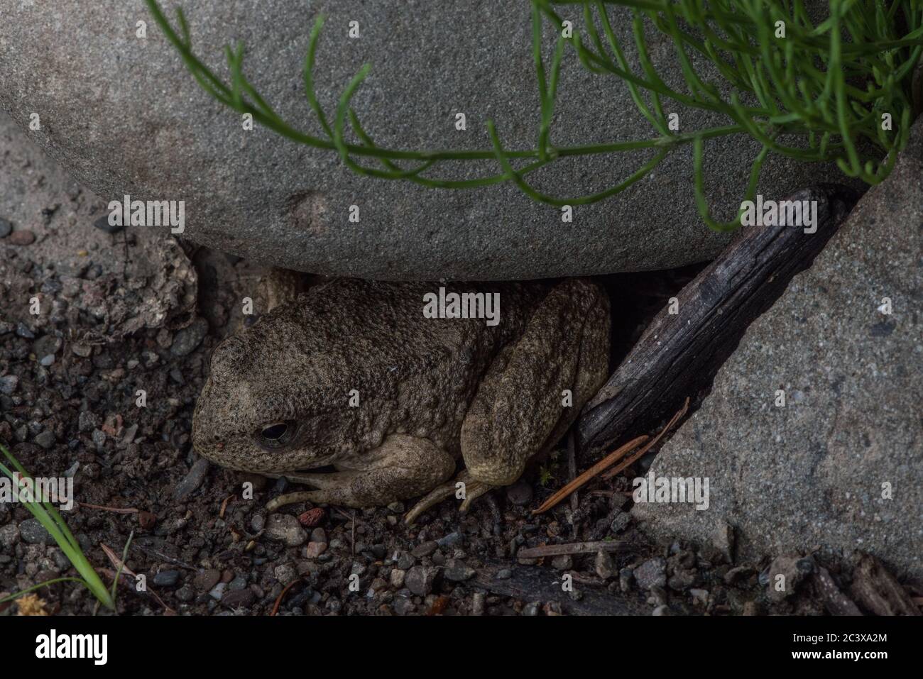 La grenouille à pattes jaunes (Rana boylii) de Californie, est une espèce menacée qui disparaît de son aire de répartition. Banque D'Images