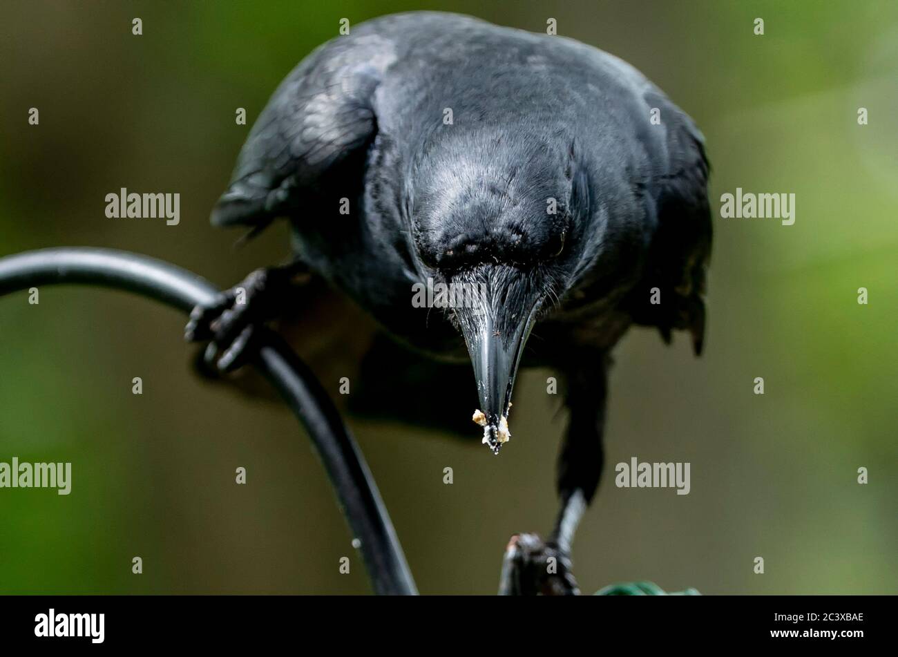 Big Black bird Banque D'Images