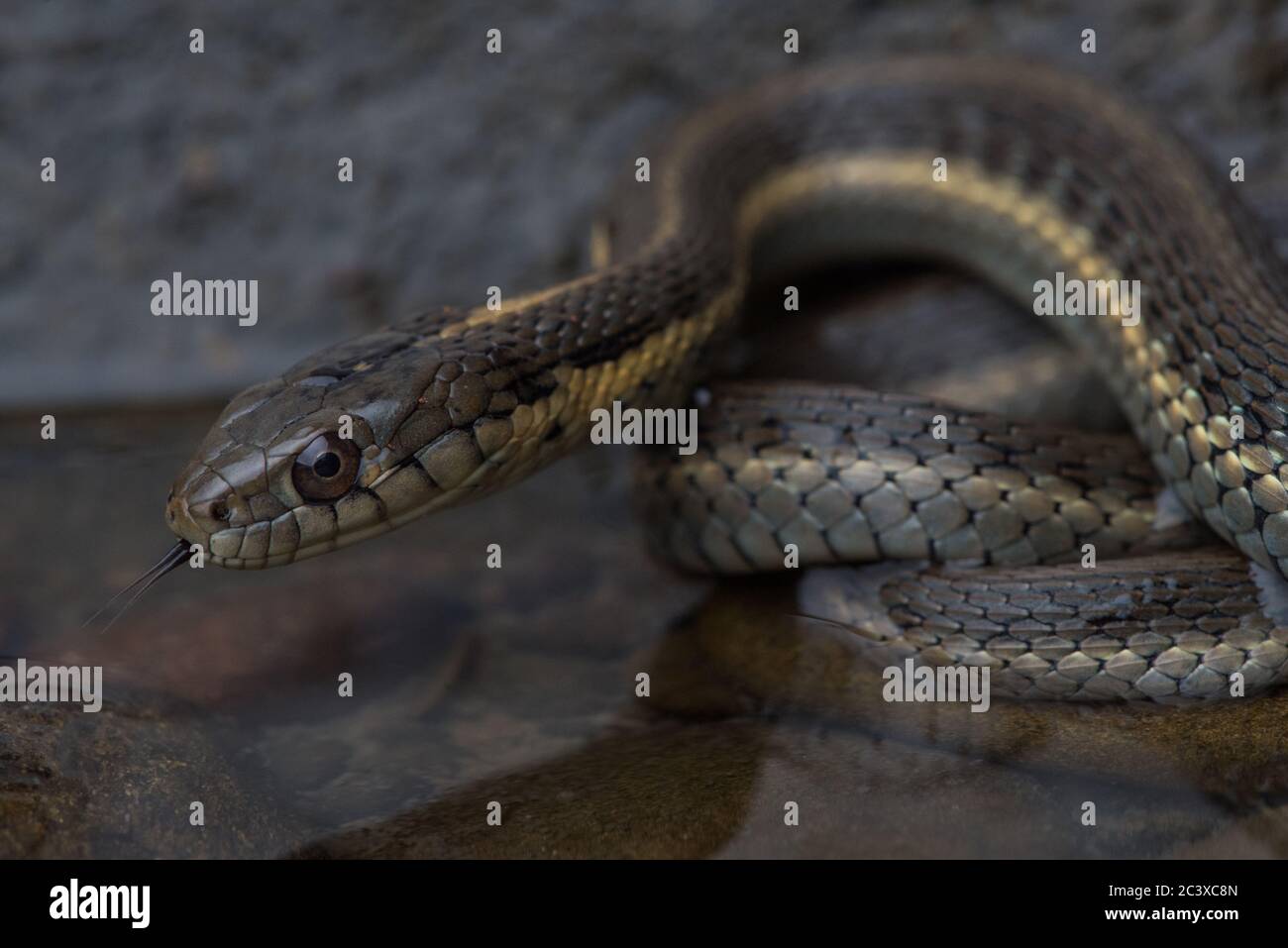 Un serpent à gartre aquatique (Thamnophis atratus) provenant d'une rivière du nord de la Californie. Banque D'Images