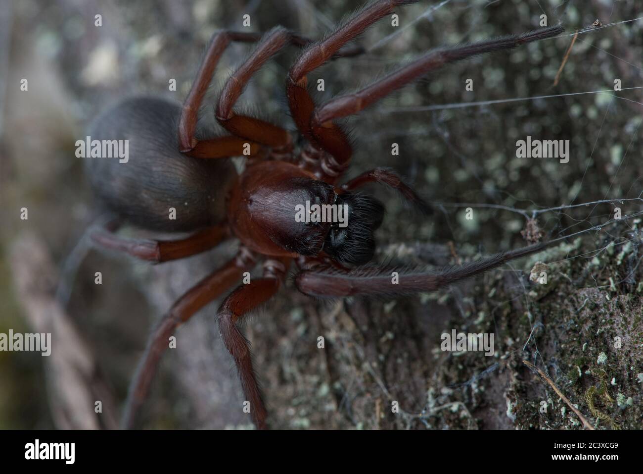 Araignée en toile enchevêtrée ou araignée en hacklemesh weaver du genre Callobius provenant de la forêt de séquoias du comté de Mendocino, en Californie. Banque D'Images