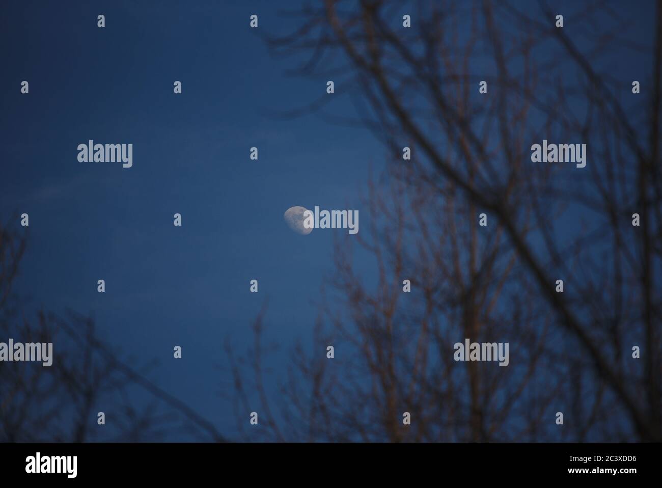 Mond zwischen den Ästen eines Baumes Banque D'Images