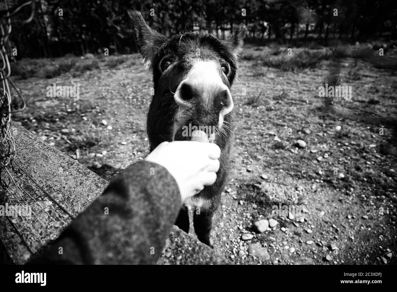 Ânes dans la ferme animale, parc naturel Banque D'Images