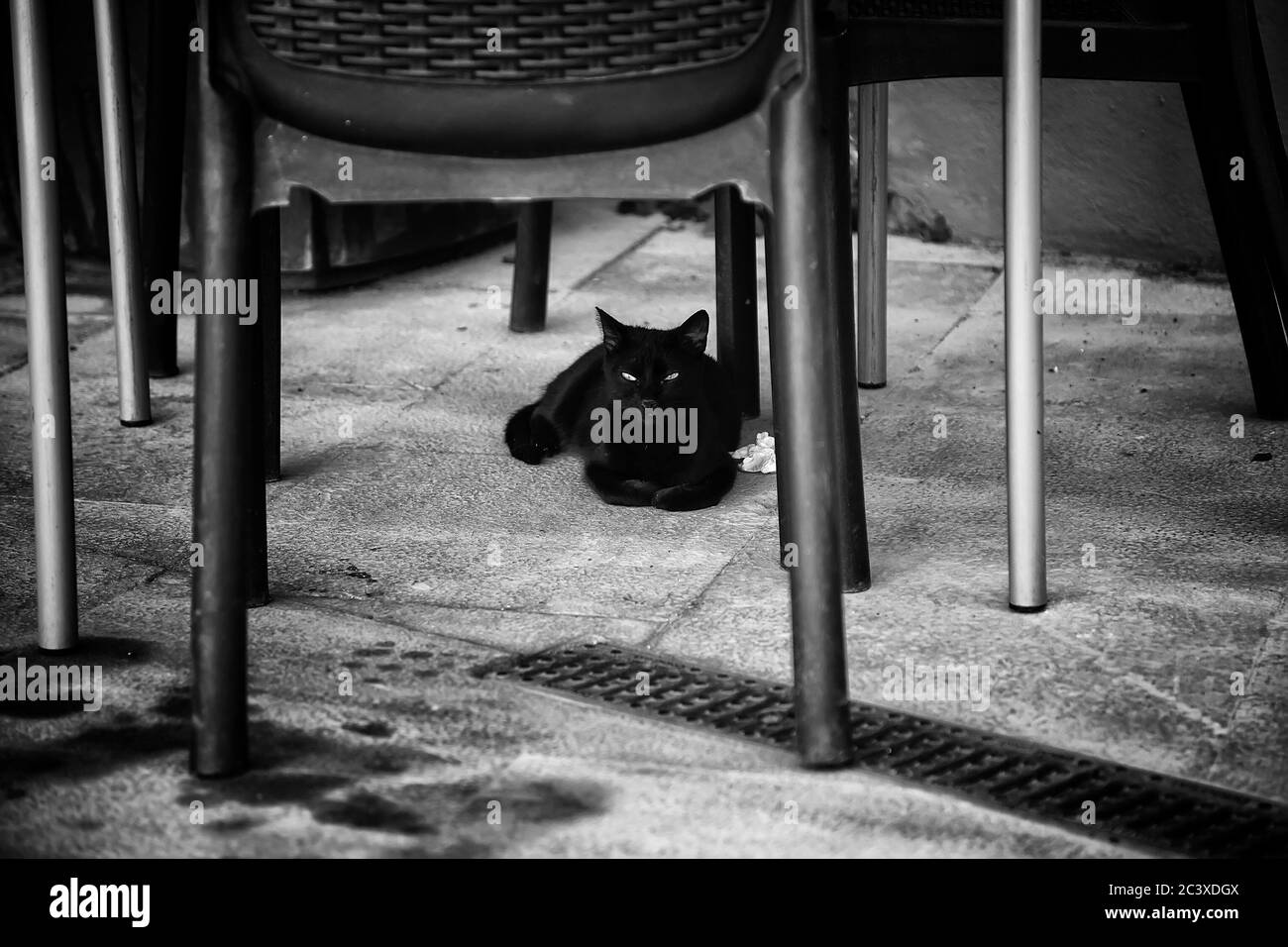 Les chats de la rue abandonnée, la violence envers les animaux, de tristesse Banque D'Images