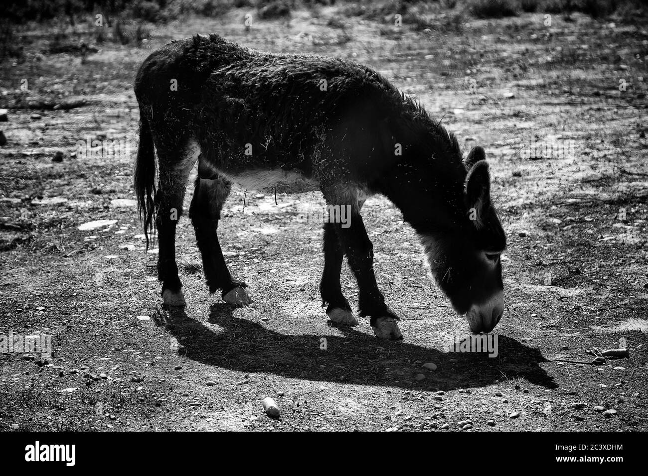 Ânes dans la ferme animale, parc naturel Banque D'Images