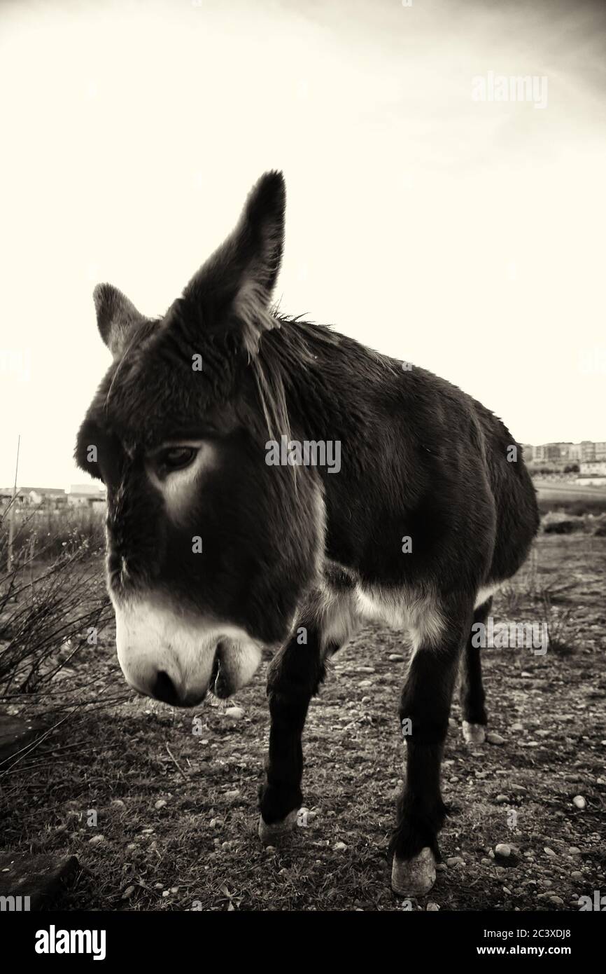 Ânes dans la ferme animale, parc naturel Banque D'Images