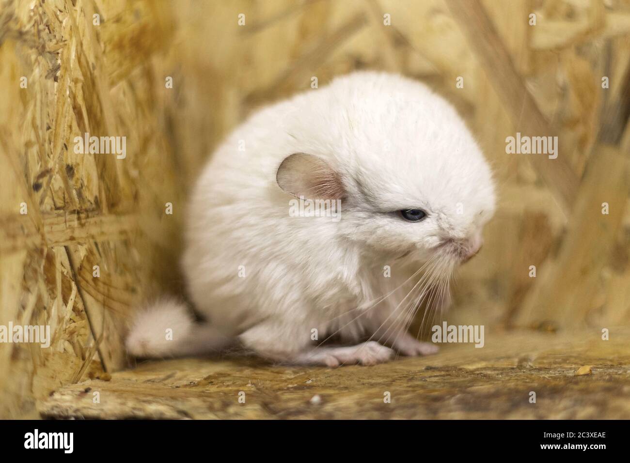 Baby White Chinchilla Sitting On Banque D Image Et Photos Alamy
