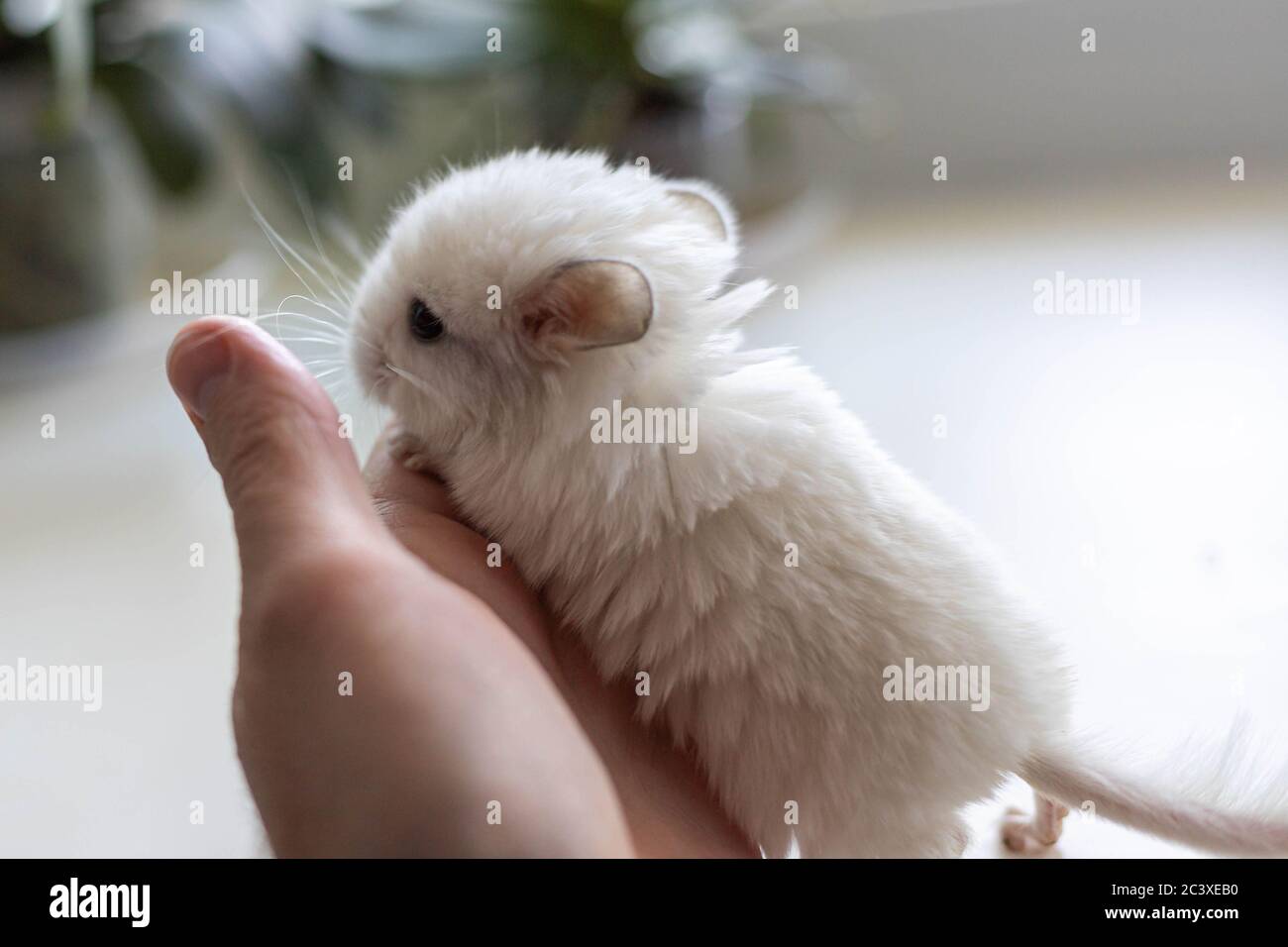 Bebe Chinchilla Blanc Assis Sur La Main Male Sur Fond Blanc Animal Adorable Et Mignon Gros Plan Photo Stock Alamy